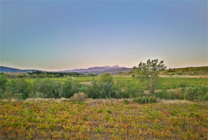 This is a pure gem this Domaine with 40ha of productive vineyards and comprising 2000 m2 of building