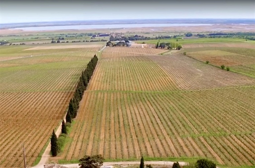 This 50-hectare wine-growing estate, which includes over 35 hectares of organically-farmed Aop Costi