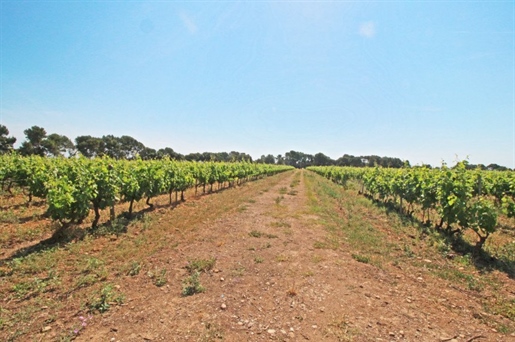 In the heart of the Languedoc-Roussillon region, wine estate of 36 Ha including 25 Ha of vines on th