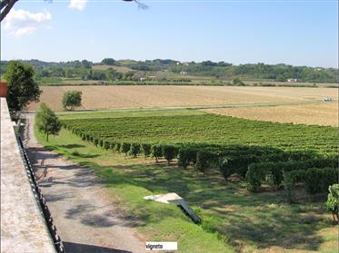 Villa de maître avec des plantations de vignes et d’oliviers