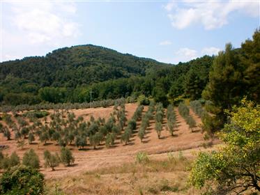 Zrekonštruovaný vidiecky dom s olivovými stromami