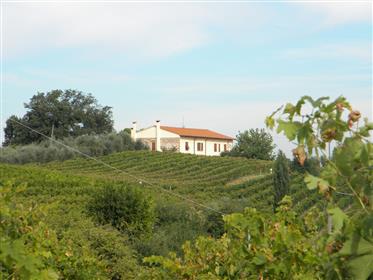 Organic farm with olive trees and vineyards