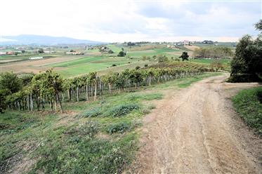 Winery DOCG et IGT Toscane