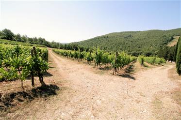 Wunderbare Weingut zu verkaufen mit Urlaub auf dem Bauernhof
