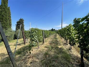 Big agritourism with vineyard
