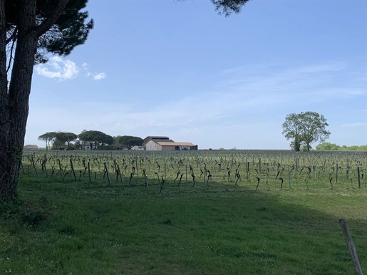 Wijngaard van 58 hectare in AOC Graves - Ref 1172
