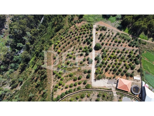 Земльный участок Продажа Calheta (Madeira)
