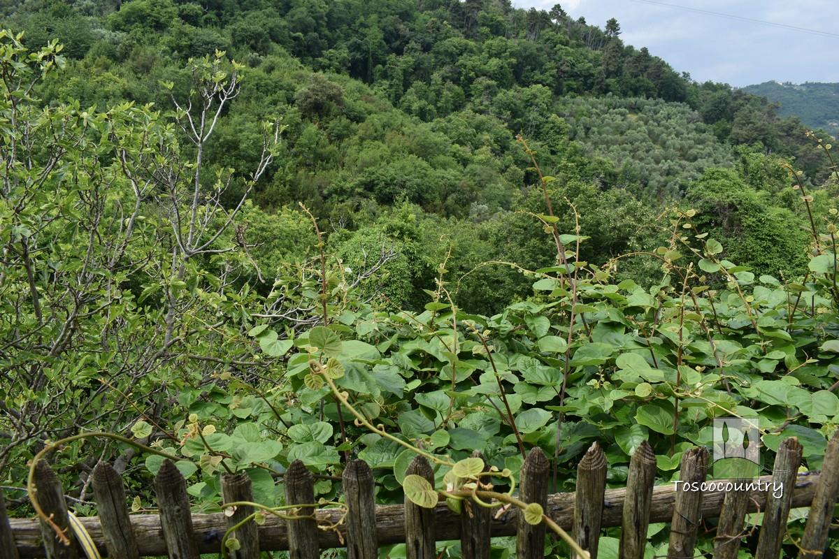 Country house portion for sale near Lucca, with garden and views