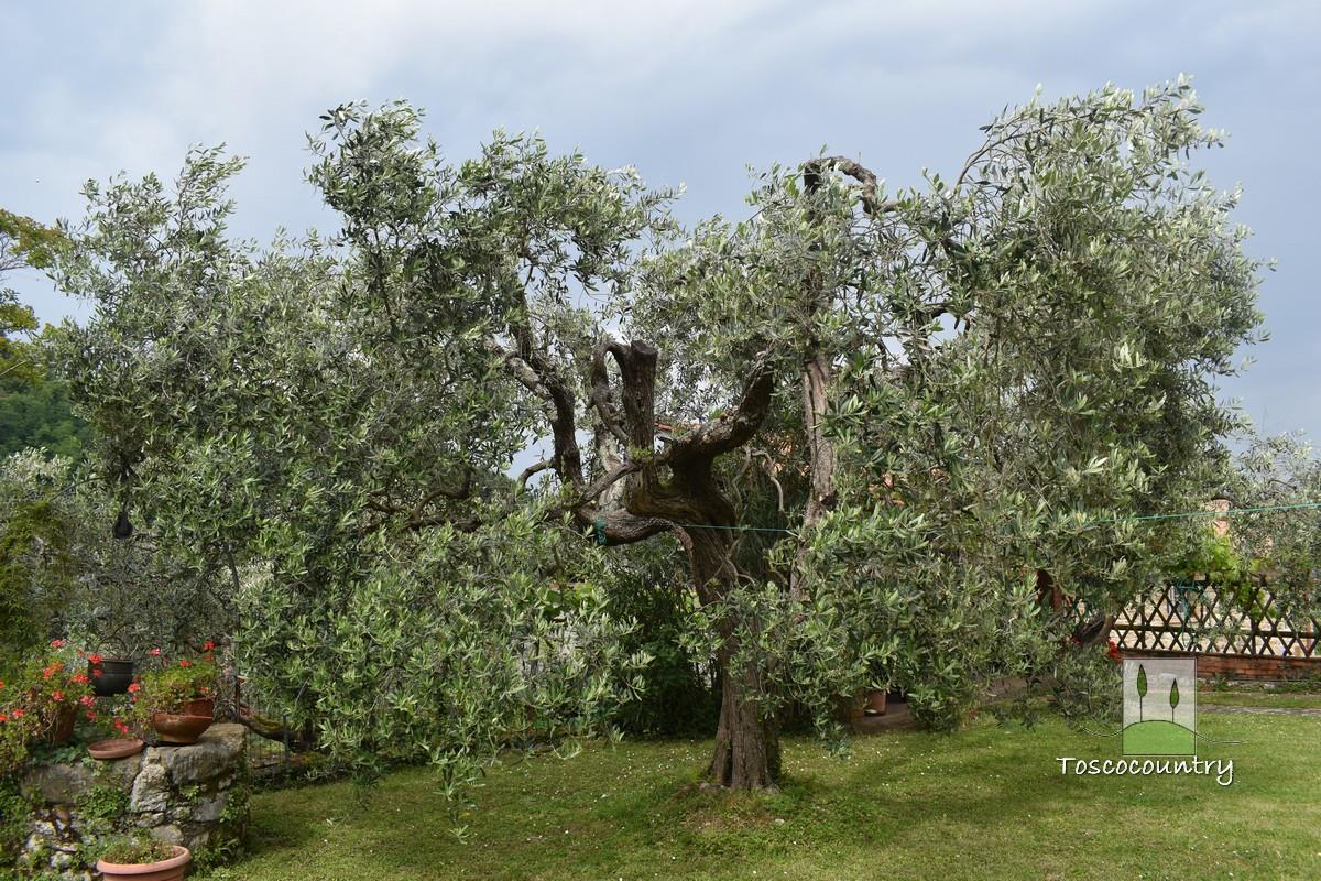 Country house portion for sale near Lucca, with garden and views