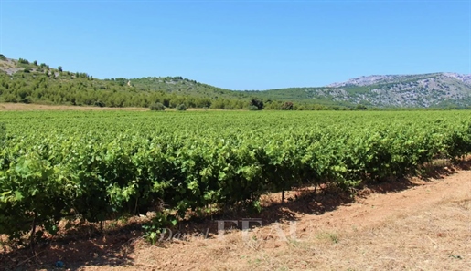 Cassis - Domaine viticole d'exception