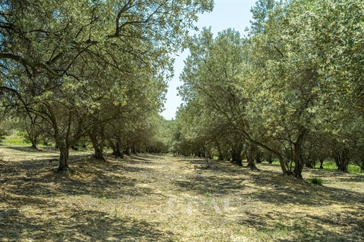 Velaux – Un'azienda olivicola funzionante