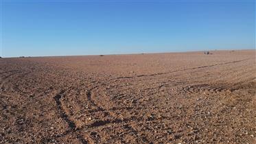 Ferme agricole prêt de Benguerir, région de Marrakech, au climat sec et ensoleillé.