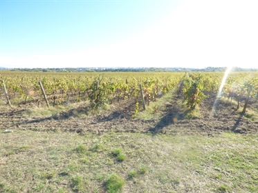Propriété viticole de 42 ha avec hangar à Villemoustaussou 11
