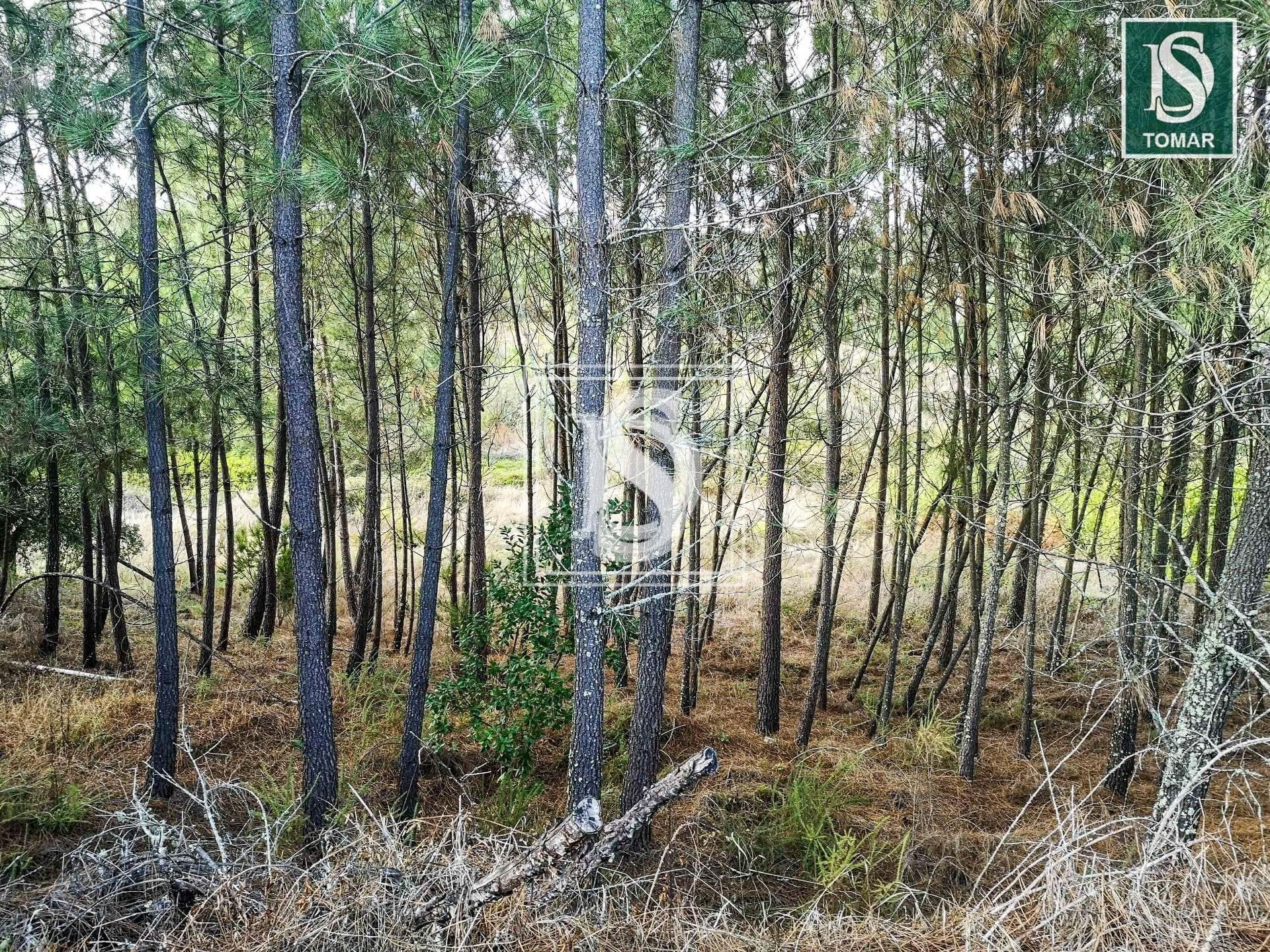 Grond in Udf de Serra e Junceira