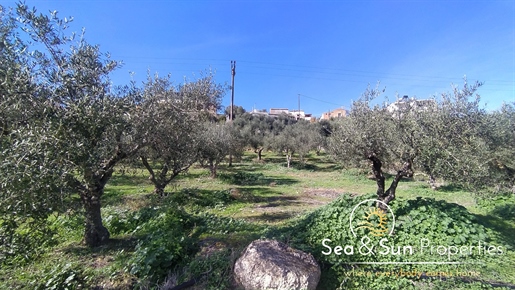Een uitstekend perceel met olijfbomen in Stalos (geheel)