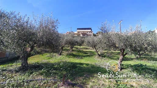 Ein ausgezeichnetes Grundstück mit Olivenbäumen in Stalos (Hälfte)
