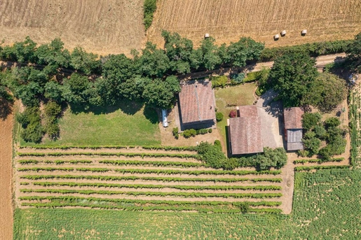 Casa de campo com grande terreno e vinha