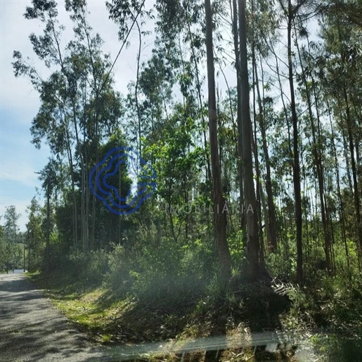 Terrain rustique à Souto dans une réserve forestière - avec 2 180 m2