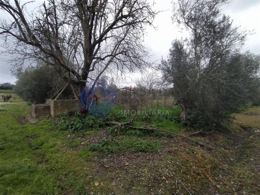 Terrain plat de 4 380 m2 près de la ville de Tomar dans le centre du Portugal