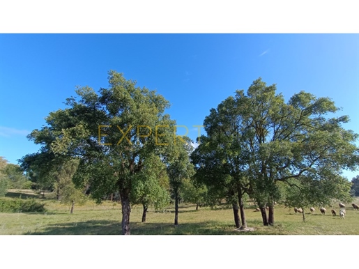 Rustic plots of land in Carrapatal, Canha