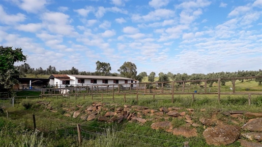 Equestrian centre with 3 bed country house and lake view near Ourique