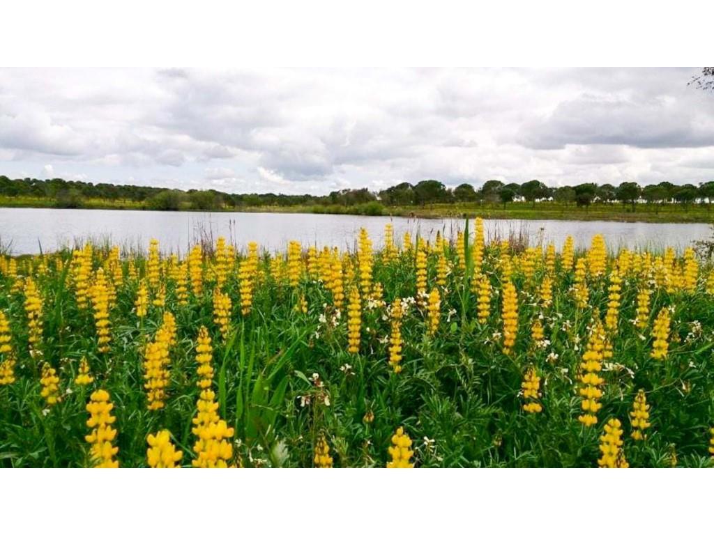 Landed estate for agriculture or rural tourism close to Aljustrel, Alentejo