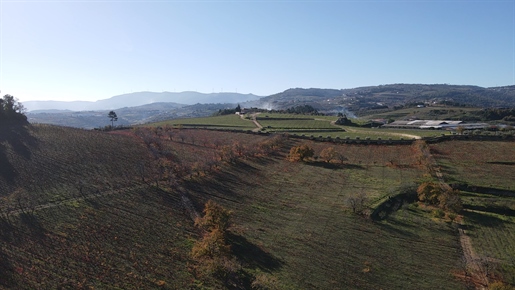 Quinta with Winery for Sale in Lamego