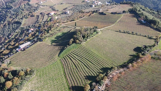 Quinta with Winery for Sale in Lamego