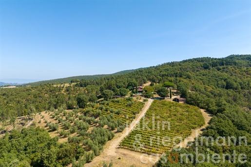 Country house with wine and olive production on 31 ha of land in western Umbria