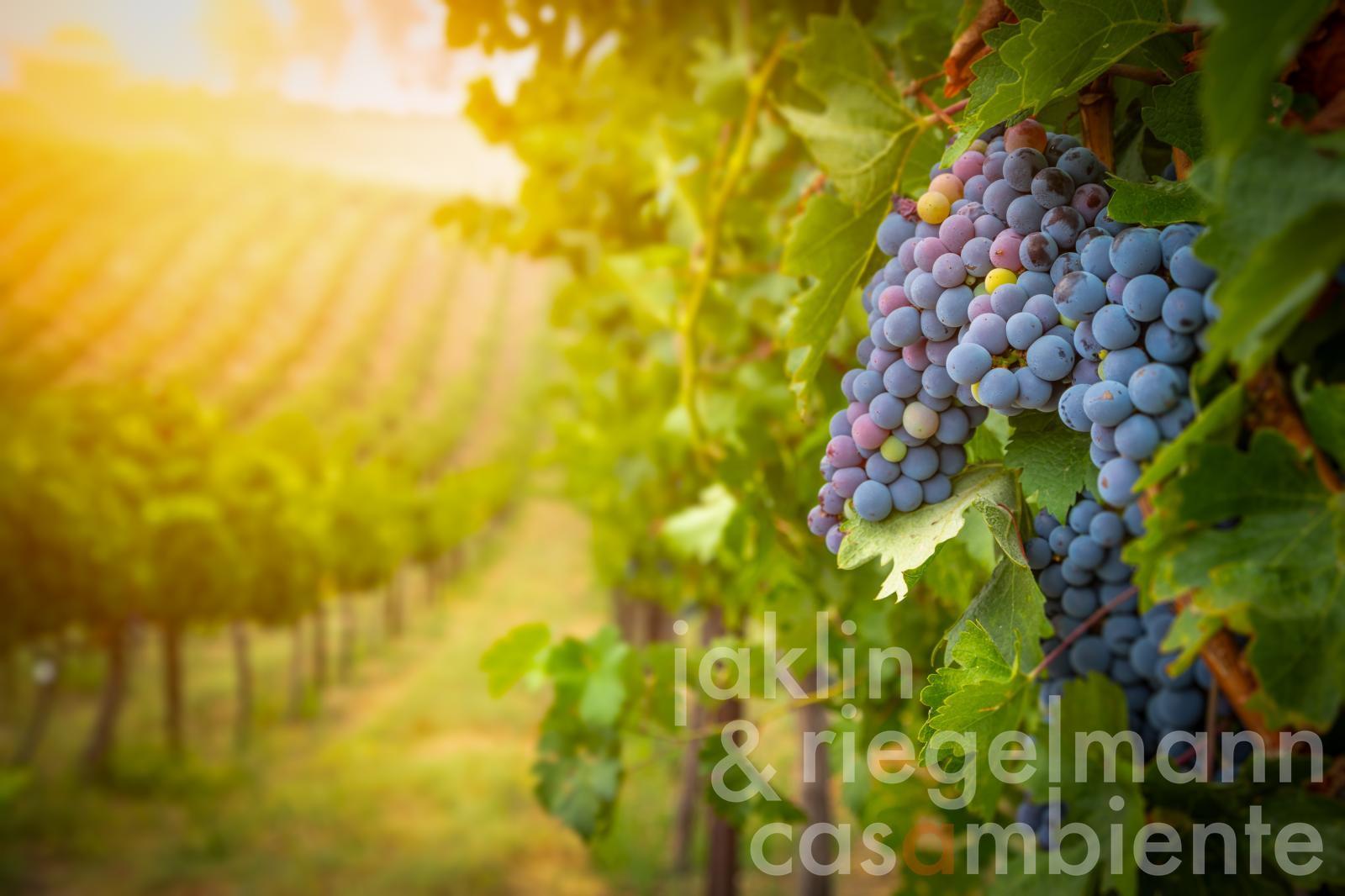Established Chianti Docg winery with agriturismo near Florence in Tuscany