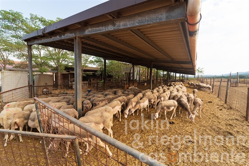 Biologische boerderij met schapenfokkerij en kaasproductie op 5 km van de zee