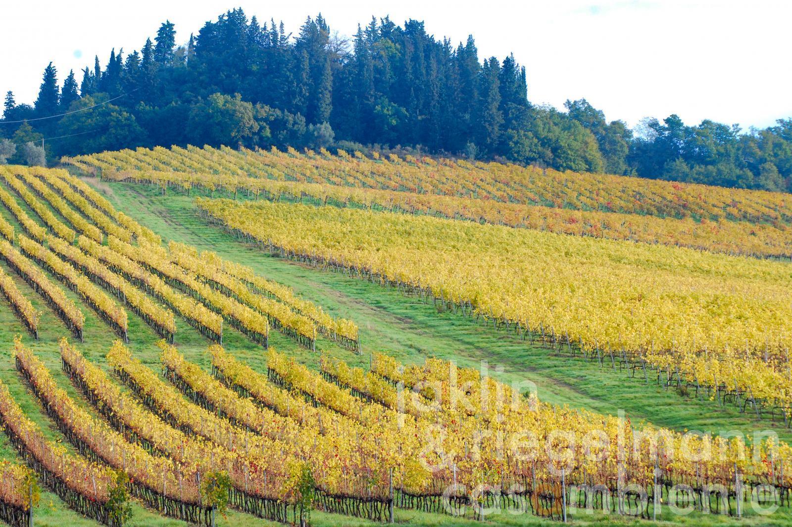 Finca con viñedos a 30 km al sur de Florencia