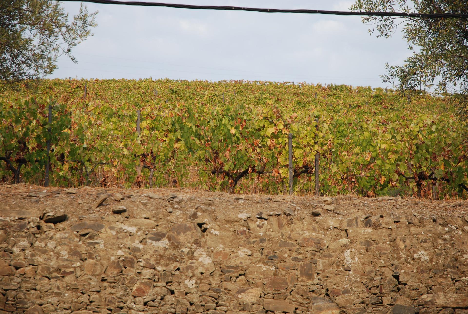 Finca 5 habitaciones Venta em Poiares e Canelas,Peso da Régua