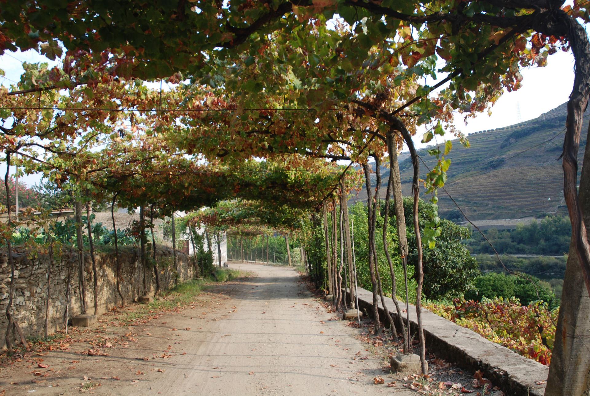 Finca 5 habitaciones Venta em Poiares e Canelas,Peso da Régua