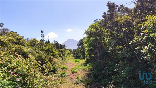 Tierra en el Açores, Madalena