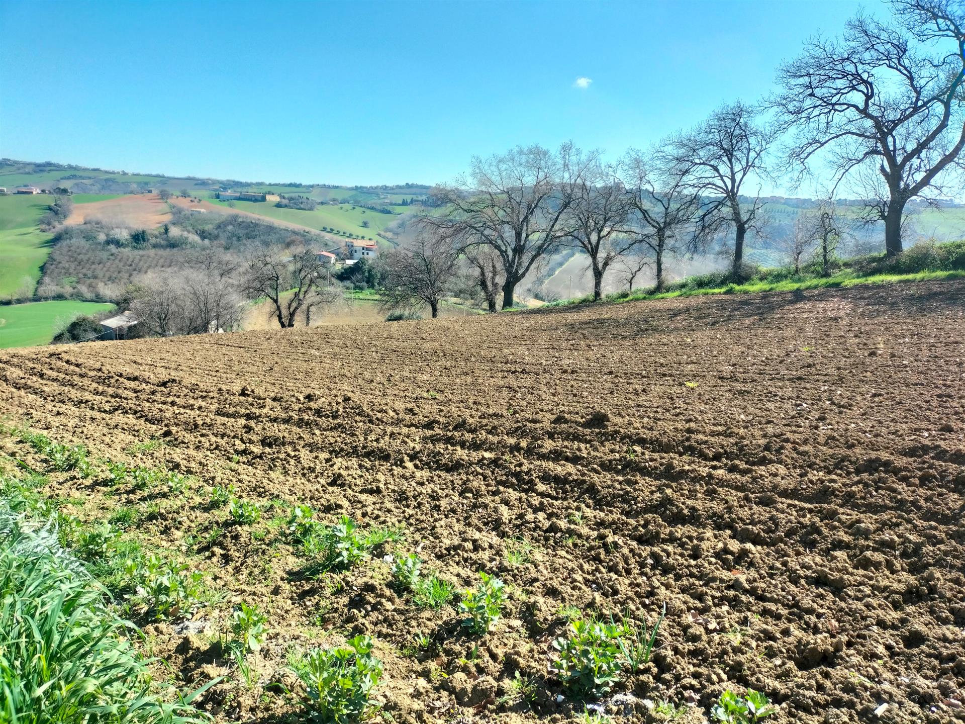 Compra: Terreno (60035)