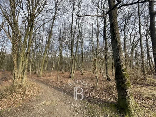 Chantilly - Forest 42 hectares - Hunting