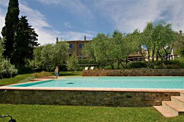 Продавать! Тосканские виллы оливковых деревьев-лавровых