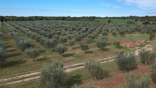 Unique olive grove in Sveti Lovreč which us 14 km from Porec, 61.250m2