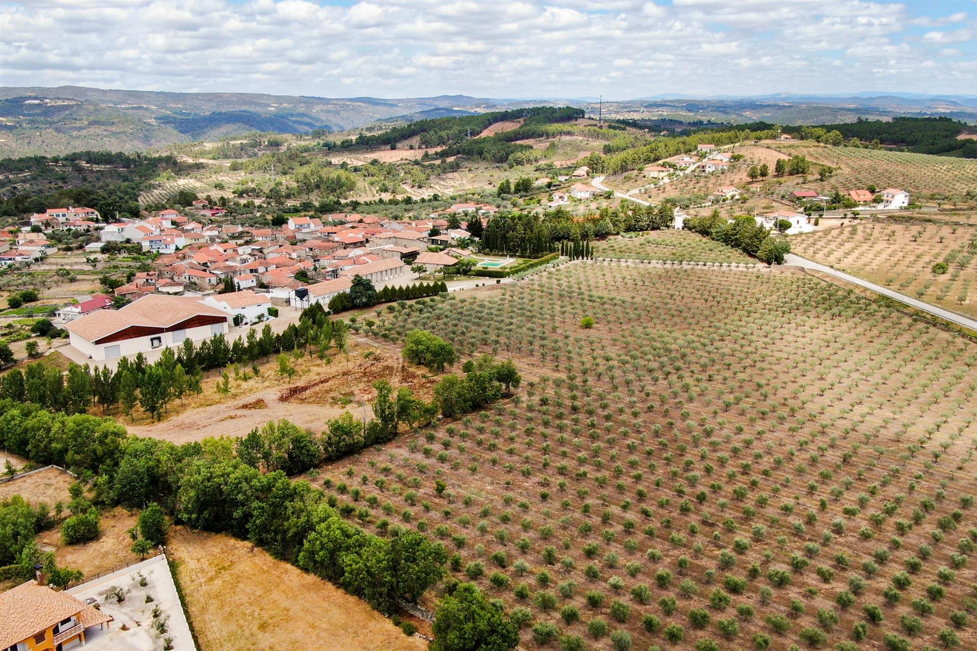 Ferme, oliveraie, Mirandela, Bouça