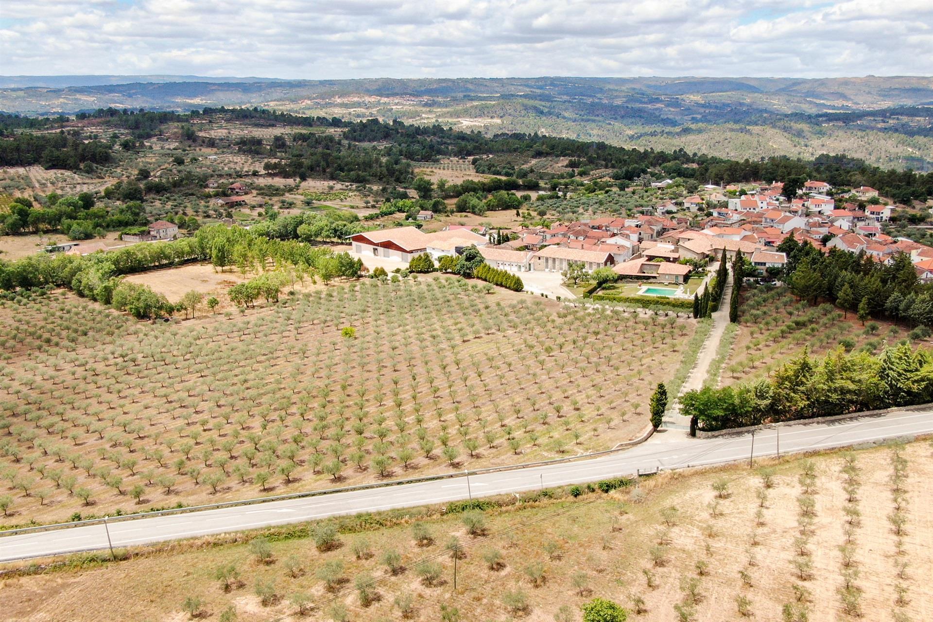 Ferme, oliveraie, Mirandela, Bouça