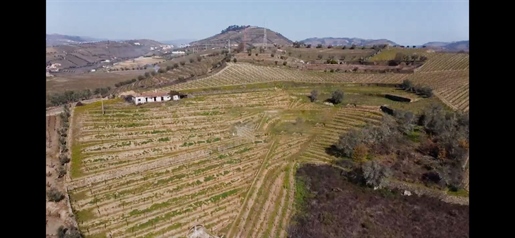 Terreno em ruína e projecto aprovado, Douro