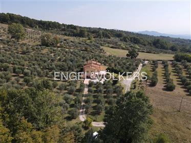 Panoramiczna willa w zabudowie bliźniaczej otoczona drzewami oliwnymi