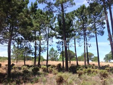 Land 5 minutes from the beach in Comporta