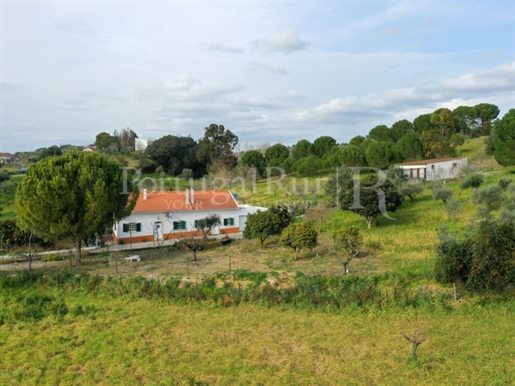 Quinta T4 com 2,8 hectares, armazém, furo e 500 árvores