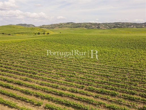 Quinta para produção de vinho com 36 hectares