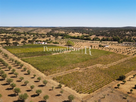 Farm with 7 hectares in the area of Portalegre