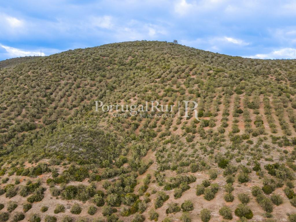 Land Sale Serpa