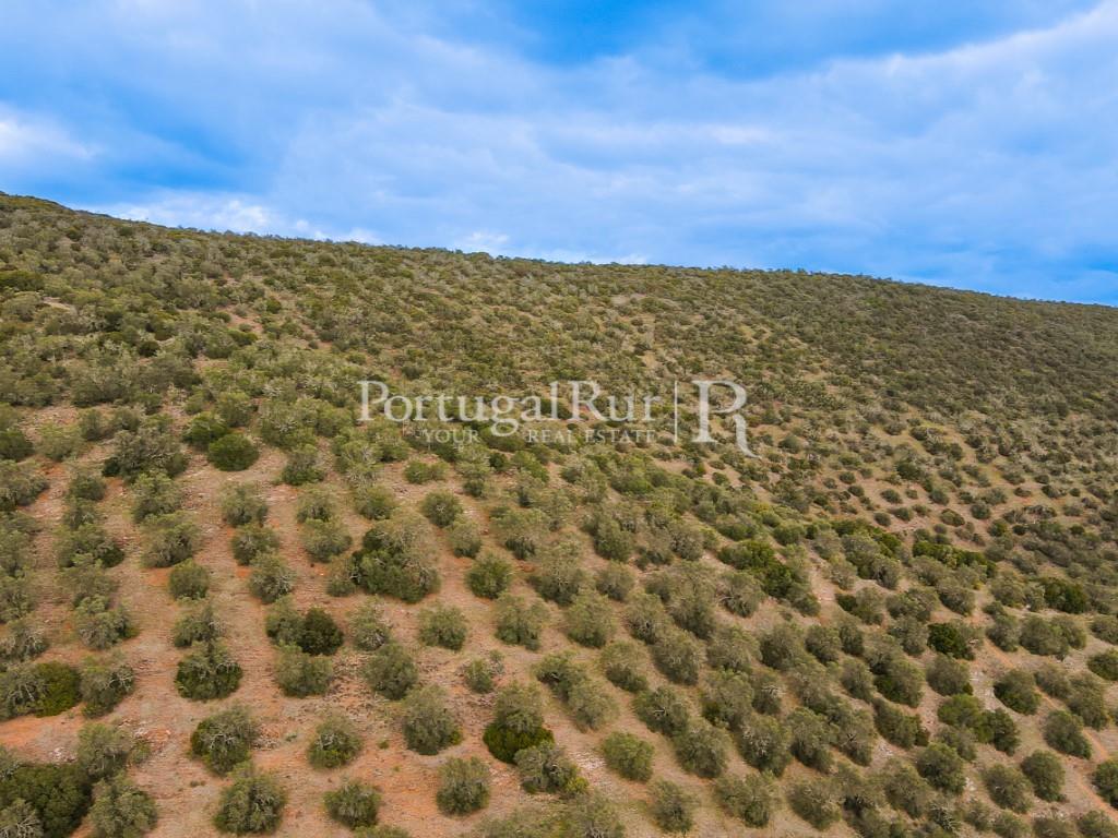 Land Sale Serpa