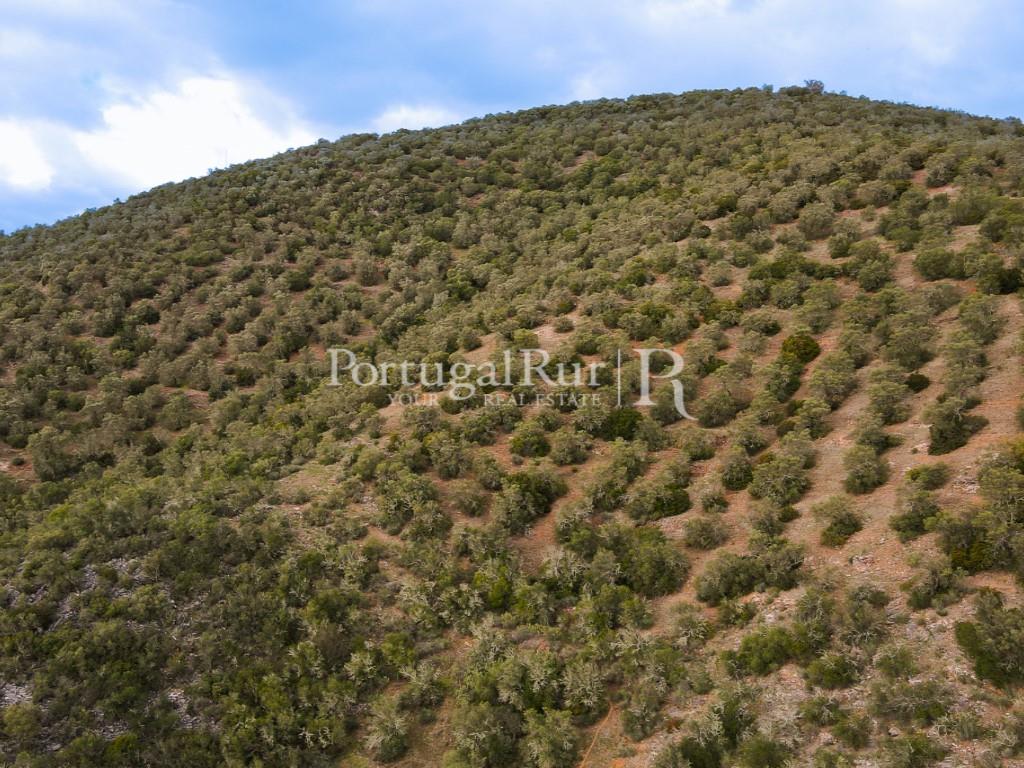 Land Sale Serpa